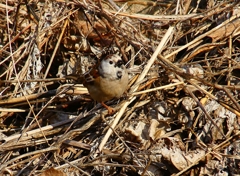 P4660754：白いスズメ_R