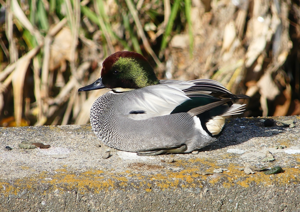 P1580695：ヨシガモ_R