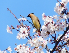 P3970396：桜にヒレンジャク_R