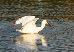 P4470393：ヘラサギ_R