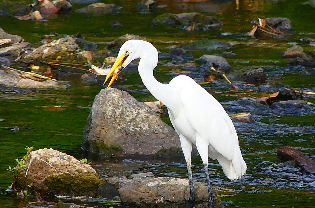 P4240359：ダイサギ・オイカワＧＥＴ_R