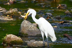P4240359：ダイサギ・オイカワＧＥＴ_R