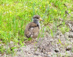 P5000037：ケリ（幼鳥）_R