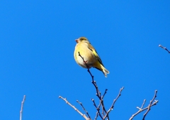 P1720176：カワラヒワ_R