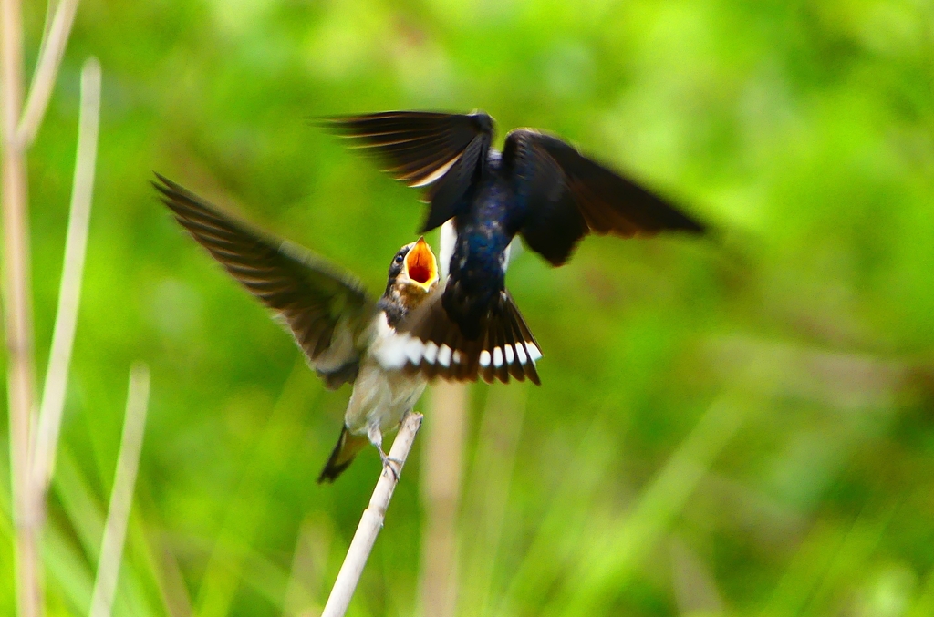 P1010333：ツバメ（幼鳥）_R