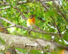P4440641：ムギマキ（若鳥）_R