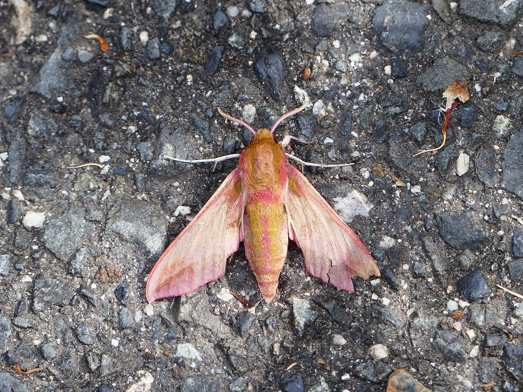 P4130449：ベニスズメ_R