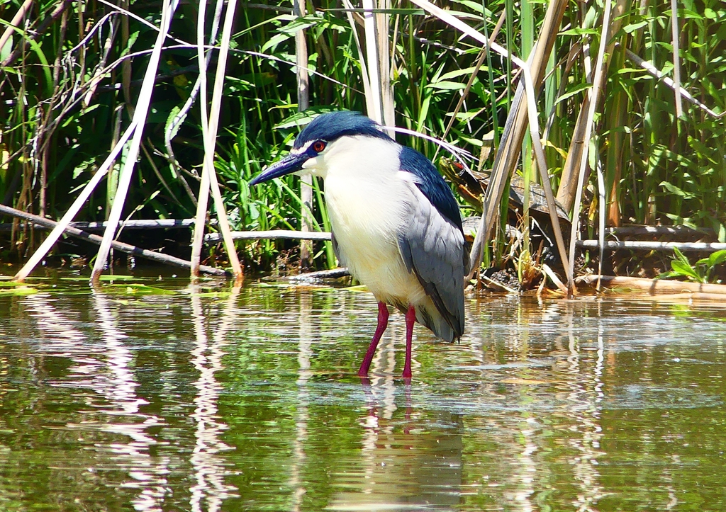 P2010772：ゴイサギ_R
