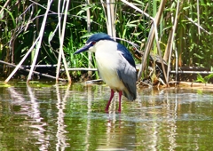 P2010772：ゴイサギ_R