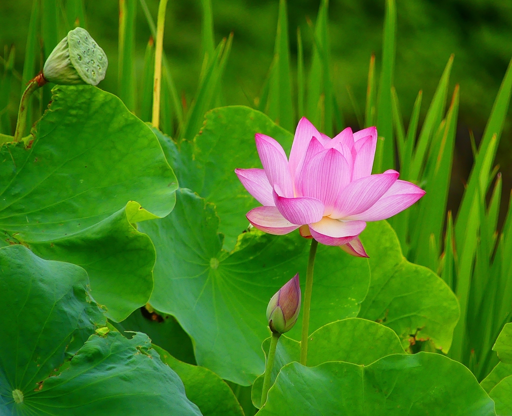 P4230609：蓮の花_R