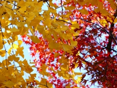P1030409：南禅寺＜京都の紅葉＞_R