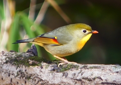 P1550569：ソウシチョウ_R