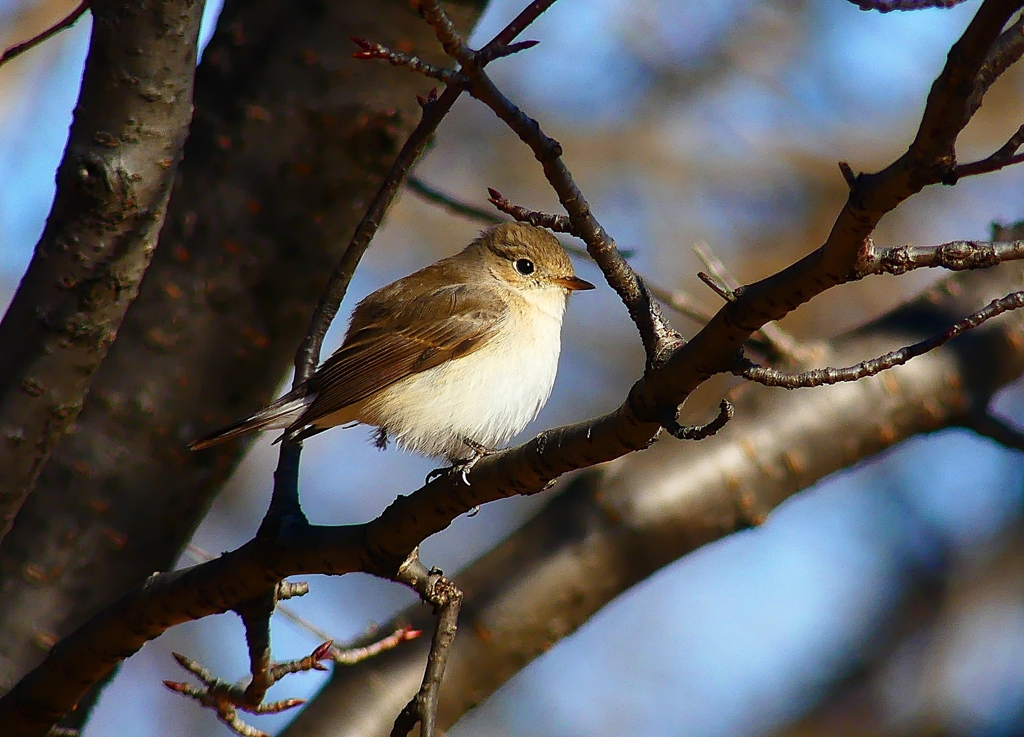 P4580057：ニシオジロビタキ_R