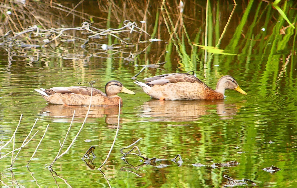 P1110914：マガモ_R