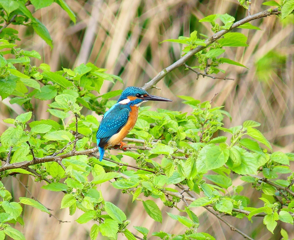 P4030558：カワセミ（オス）_R