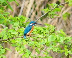 P4030558：カワセミ（オス）_R