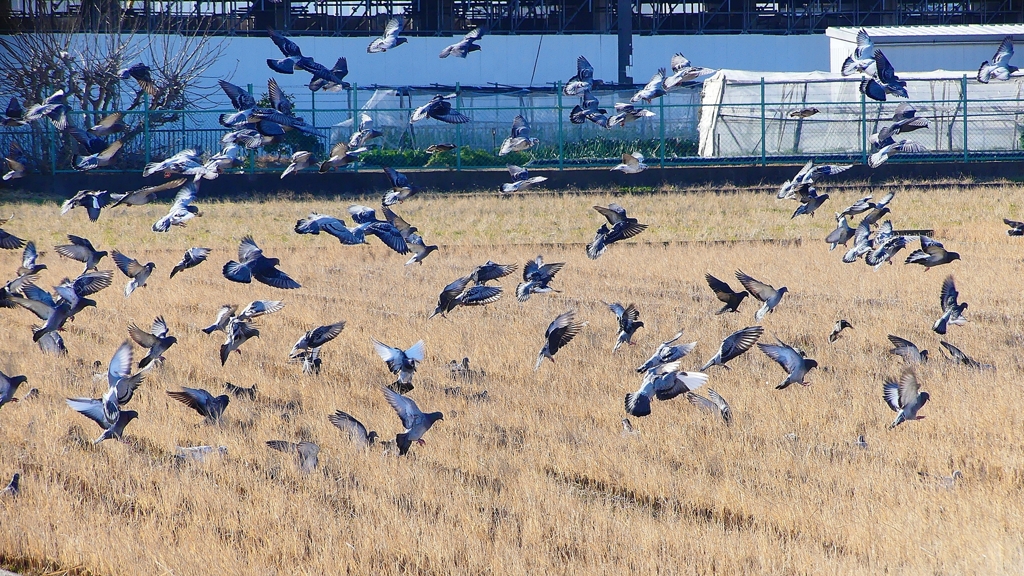 P1630425：飛ぶカワラバト_R