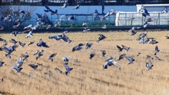 P1630425：飛ぶカワラバト_R