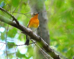 P4440469：ムギマキ（若鳥）_R