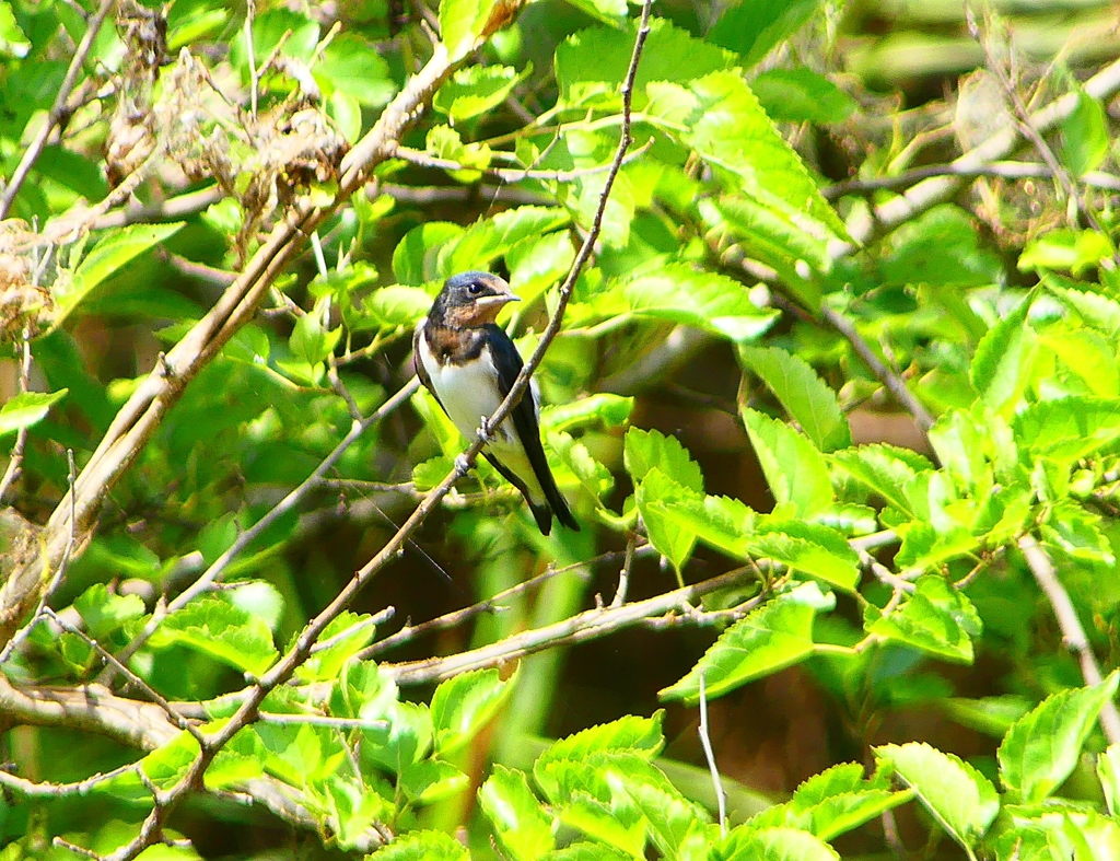 P1010192：ツバメ（幼鳥）_R