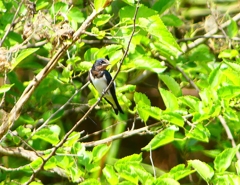 P1010192：ツバメ（幼鳥）_R