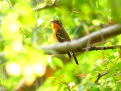 P4440573：ムギマキ（若鳥）_R