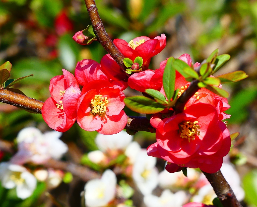 P3930095：ボケの花_R