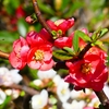 P3930095：ボケの花_R