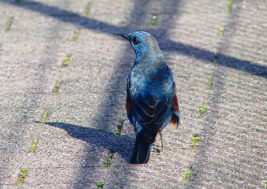 P1860763：イソヒヨドリ（オス）_R