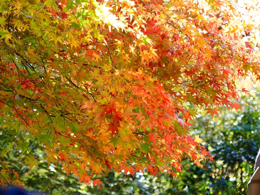 P1030435：南禅寺＜京都の紅葉＞_R