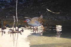 P4690372：クイナ_R