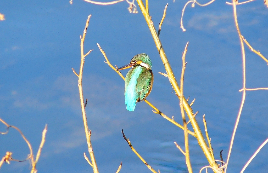 P4730005：カワセミ（メス）_R