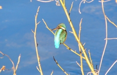 P4730005：カワセミ（メス）_R