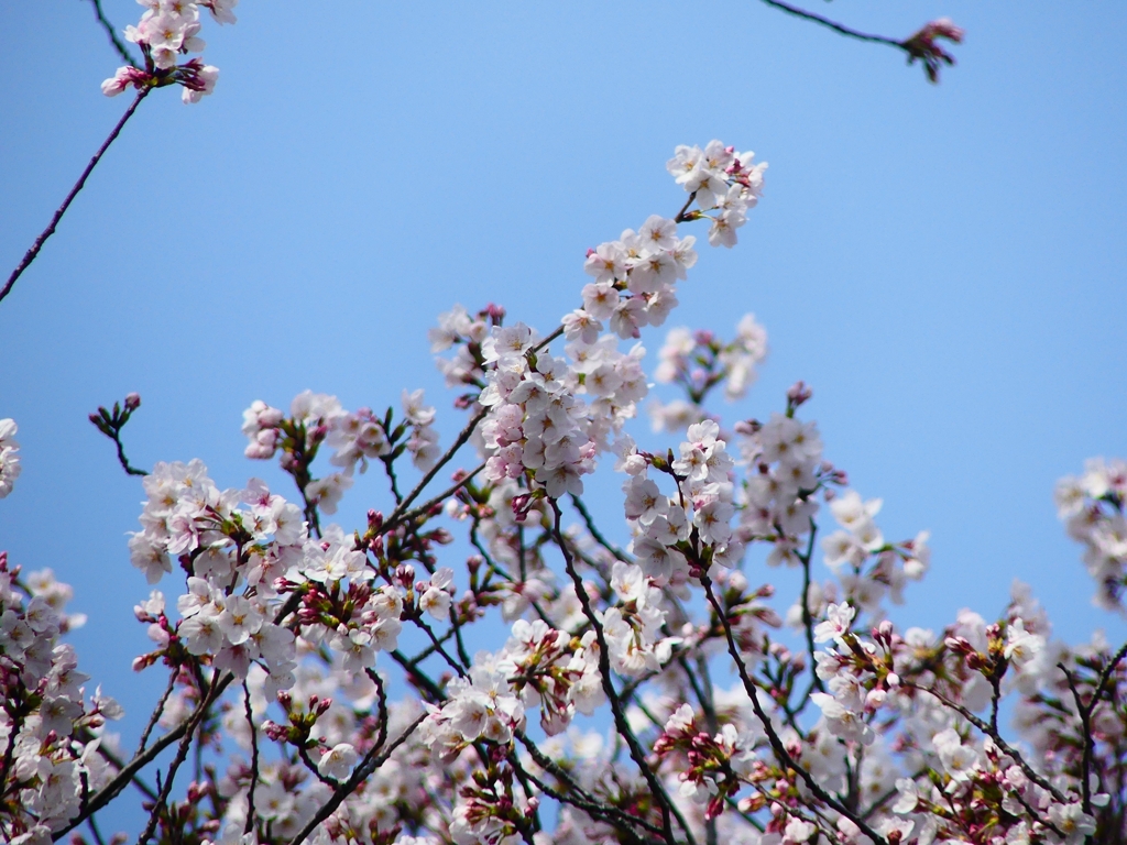 P4870401：背割堤の桜_R