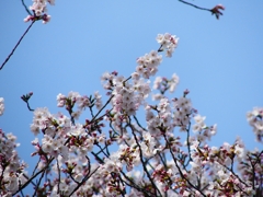 P4870401：背割堤の桜_R