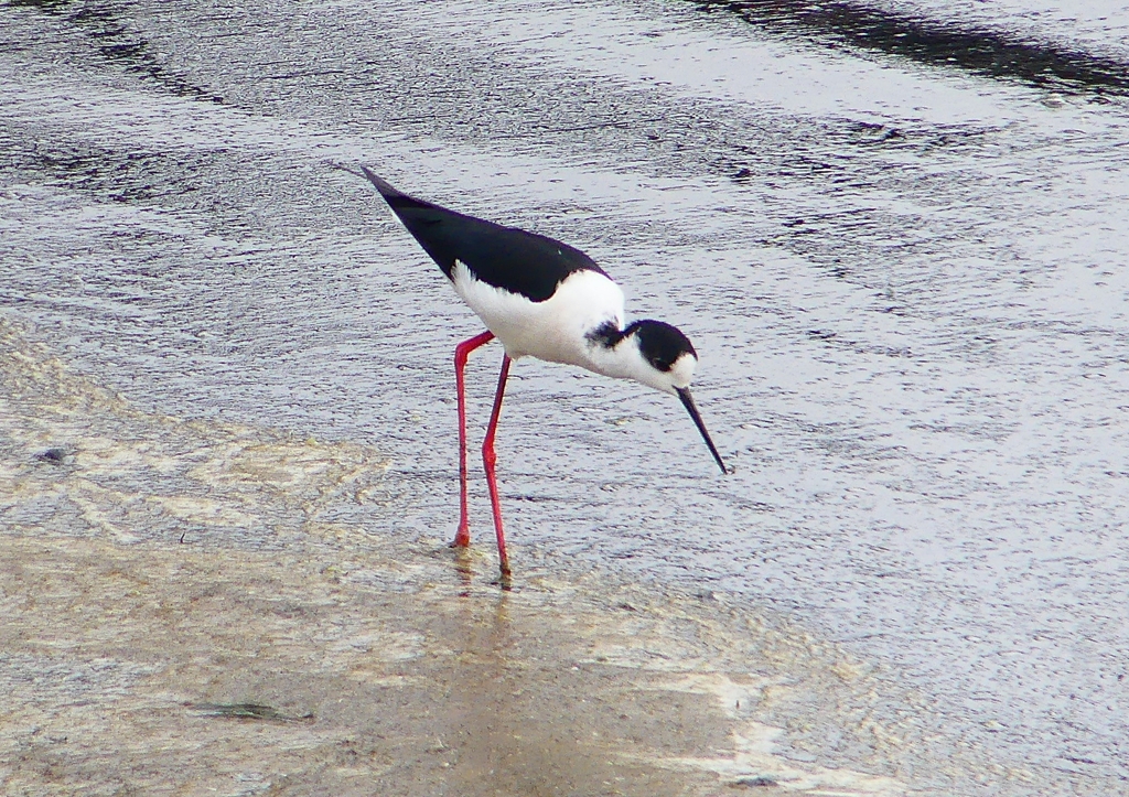 P1950463：セイタカシギ_R