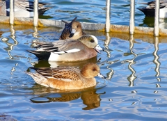 P3690589：アメリカヒドリとヒドリガモ_R