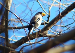 P1650598：イカル_R