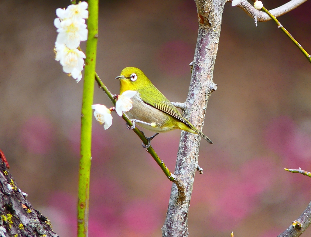 P4750397：梅にメジロ_R