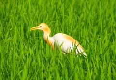 P1050713：アマサギ_R