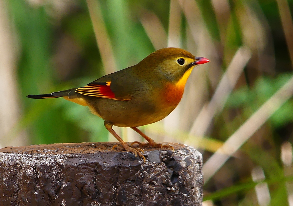 P1550693：ソウシチョウ_R