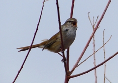 P1850501：ウグイス_R