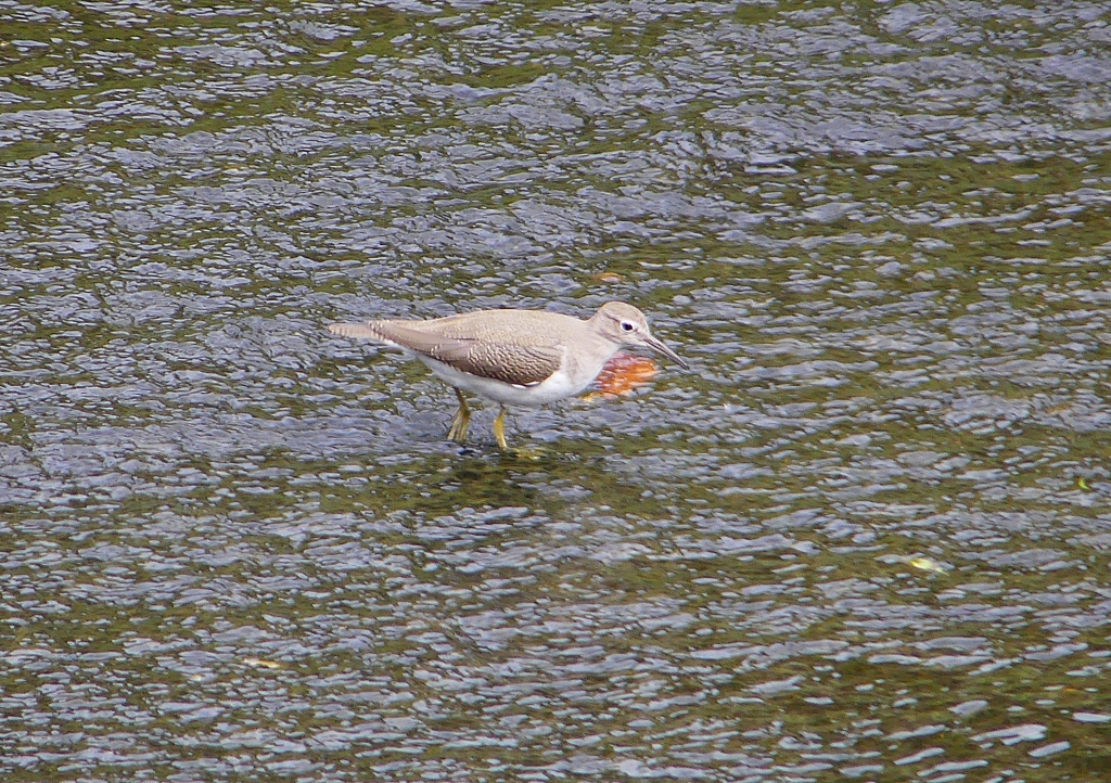 P1230618：イソシギ_R