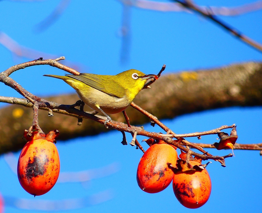 P4650313：メジロ_R