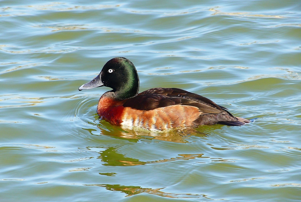 P3830838：アカハジロ_R