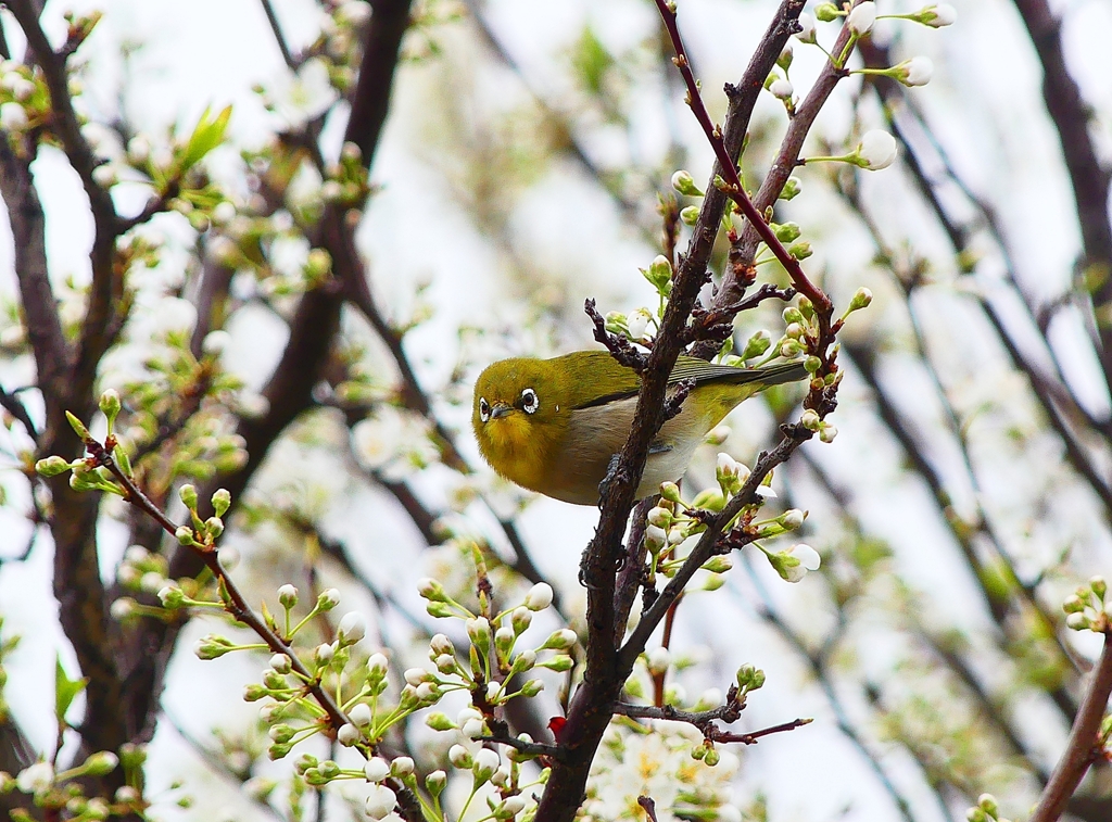 P3920214：メジロ_R