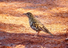 P1800755：トラツグミ_R