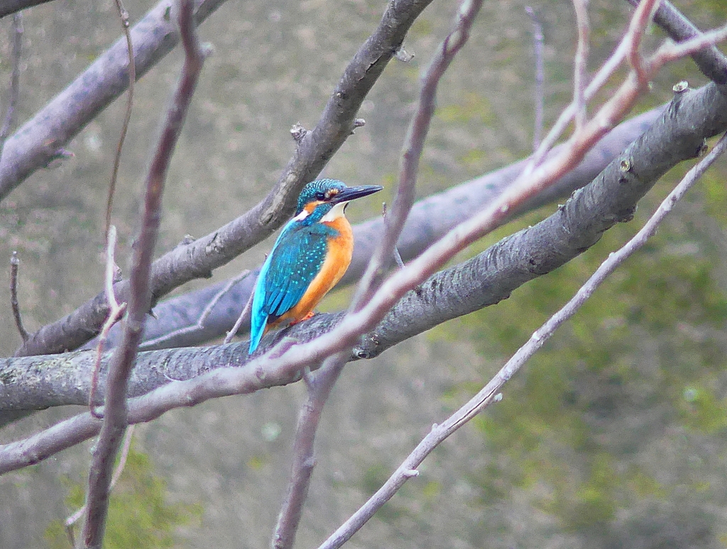 P4900798：カワセミ（オス）_R