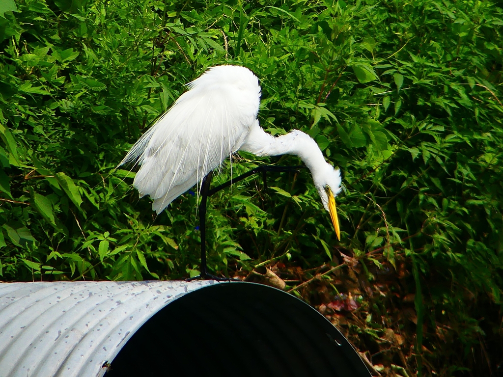 P1080416：ダイサギ_R