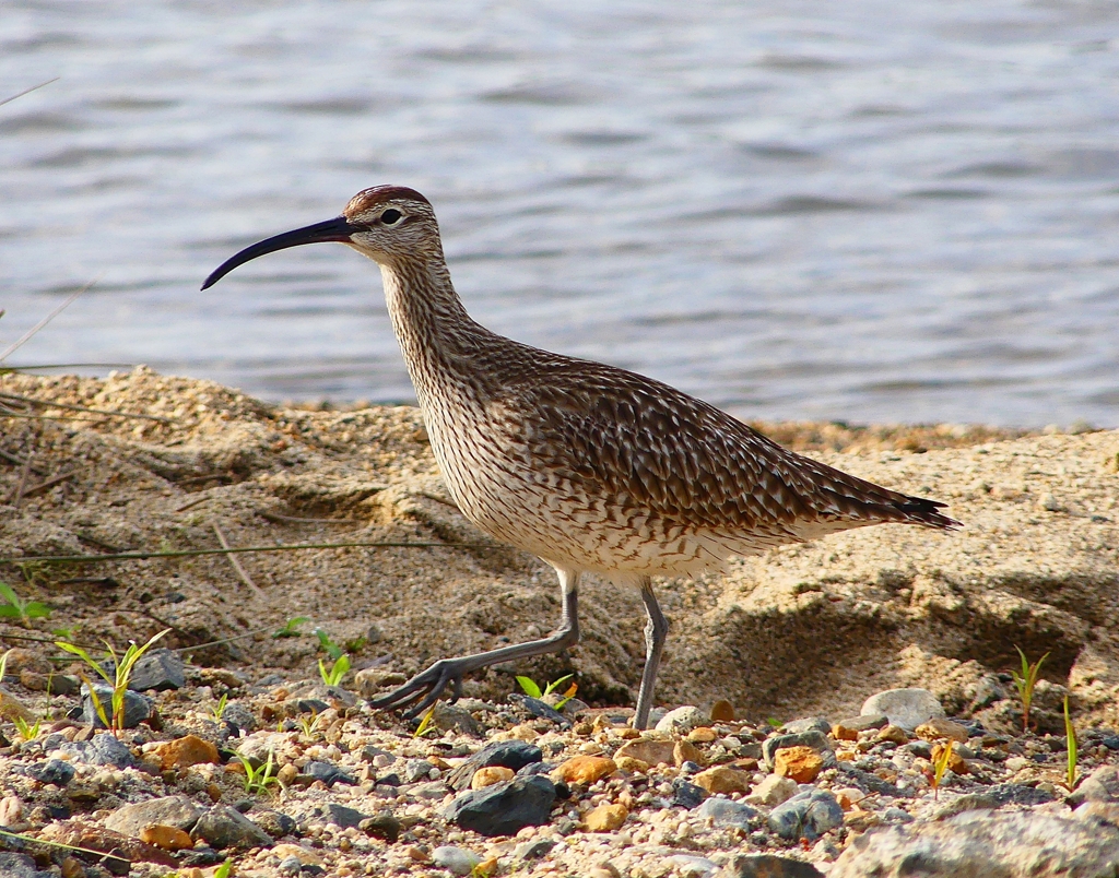 P4980377：チュウシャクシギ_R